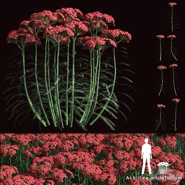 Yarrow flowers Achillea millefolium 3dsMax Model