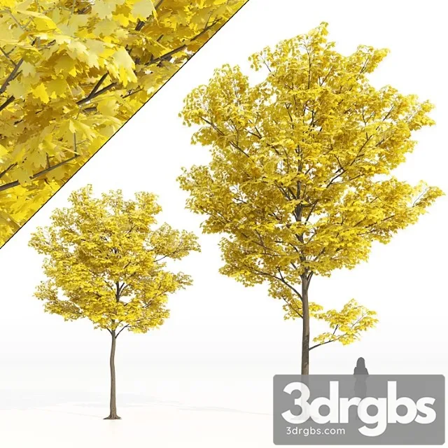 Yellow leaf trees