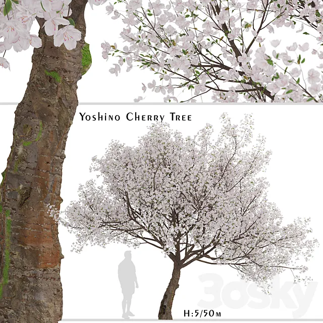 Yoshino Cherry Tree (Prunus yedoensis) (1 Tree) 3ds Max