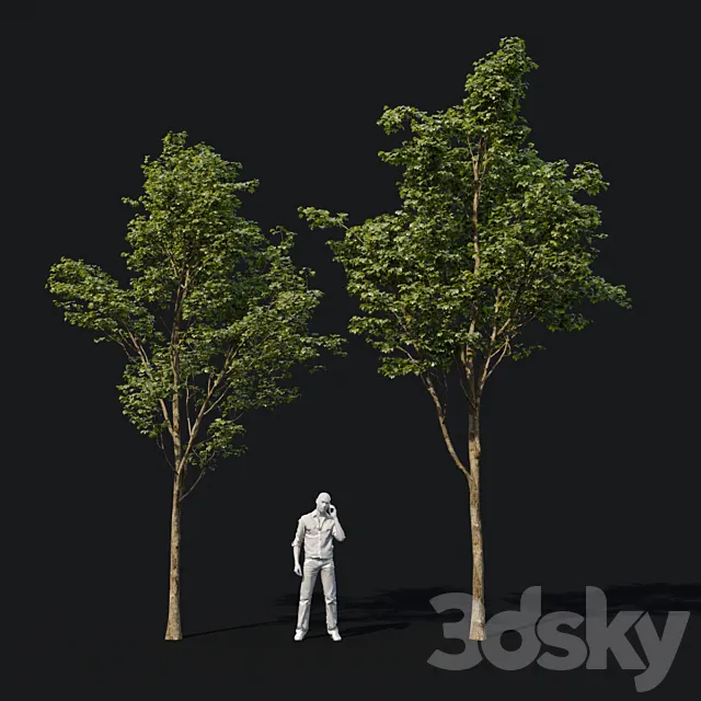 Young maples 3DS Max Model