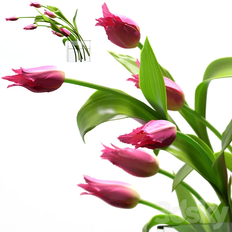 Young royal tulips. 3DS Max