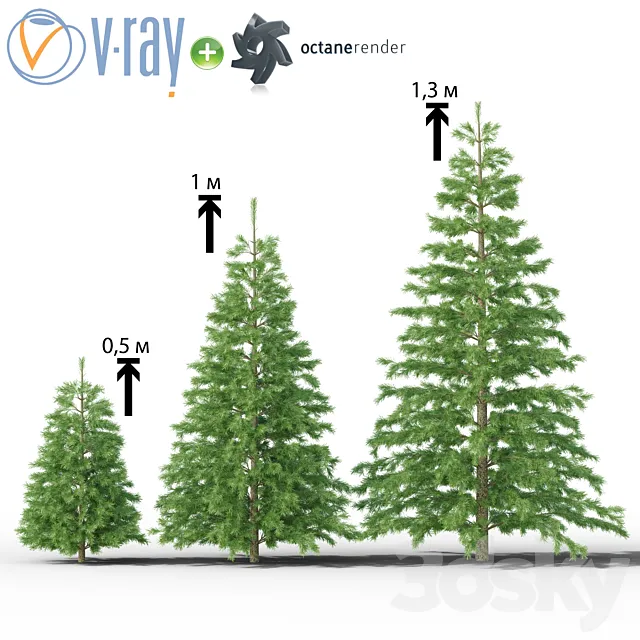 Young spruce 3DSMax File
