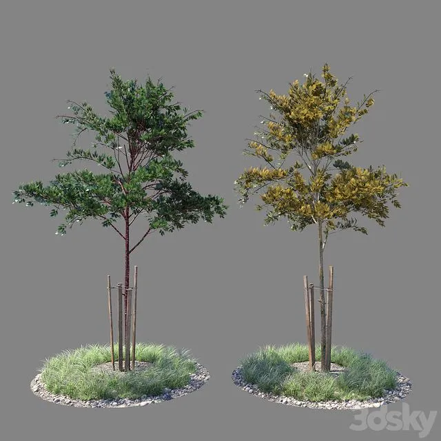 Young tree 01 (two versions) 3dsMax Model