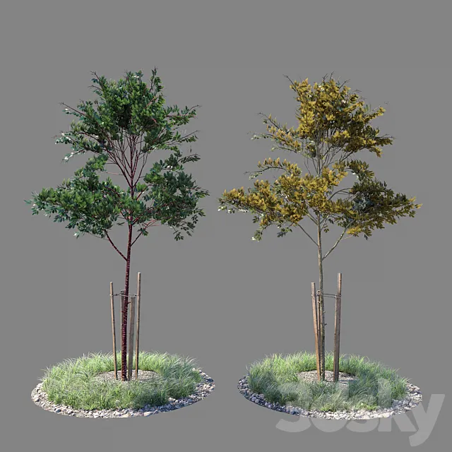 Young tree 02 3DS Max Model