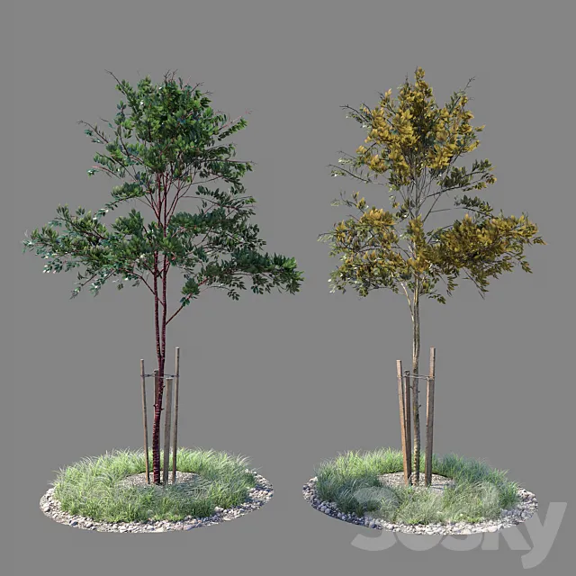 Young tree 03 3DS Max Model