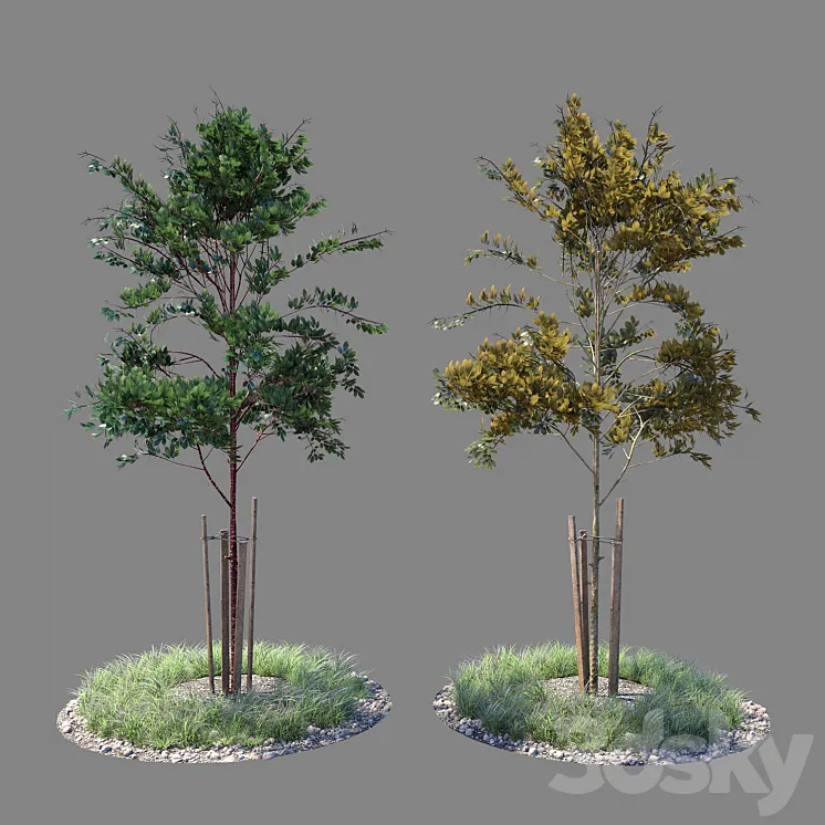 Young tree 04 3DS Max