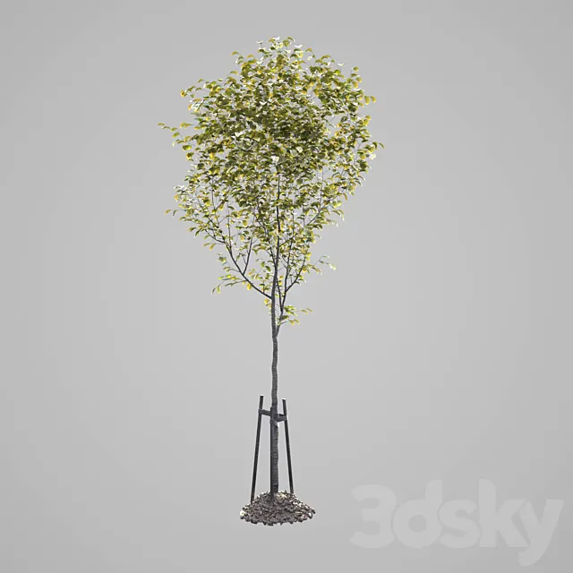 young tree set 2 3ds Max