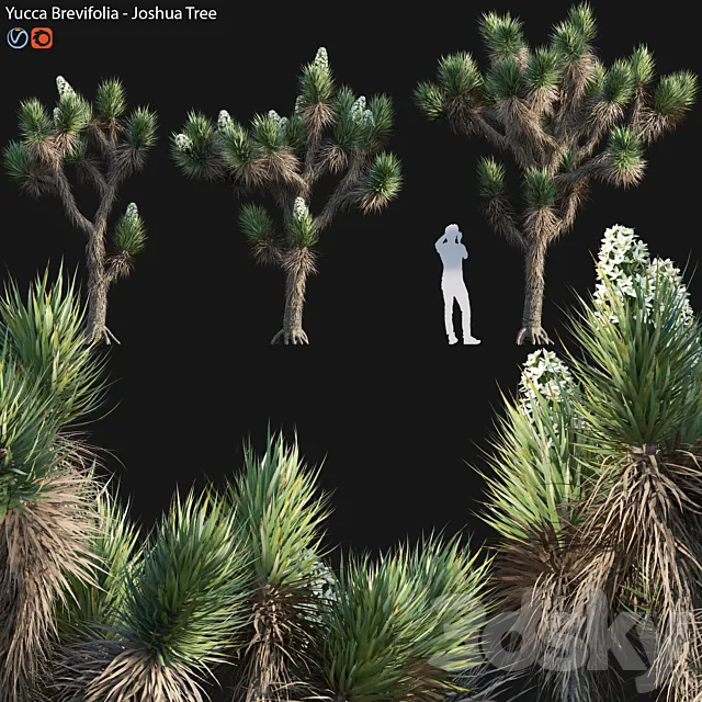 Yucca Brevifolia – Joshua Tree – 02 3DS Max Model