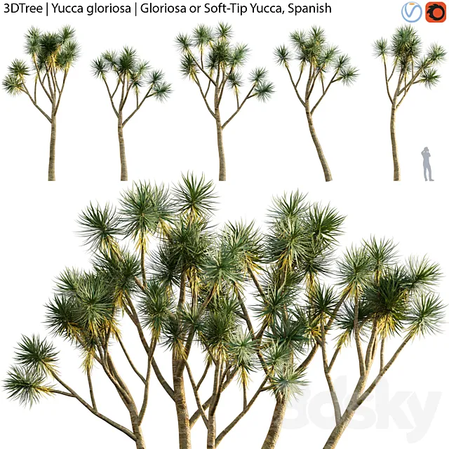 Yucca gloriosa | Gloriosa or Soft-Tip Yucca Spanish 3DS Max Model