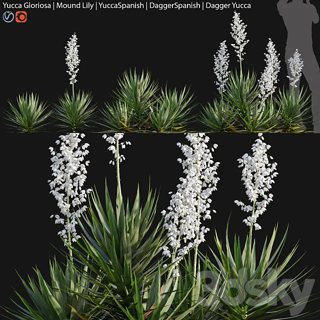 Yucca gloriosa – Mound Lily 3DS Max Model