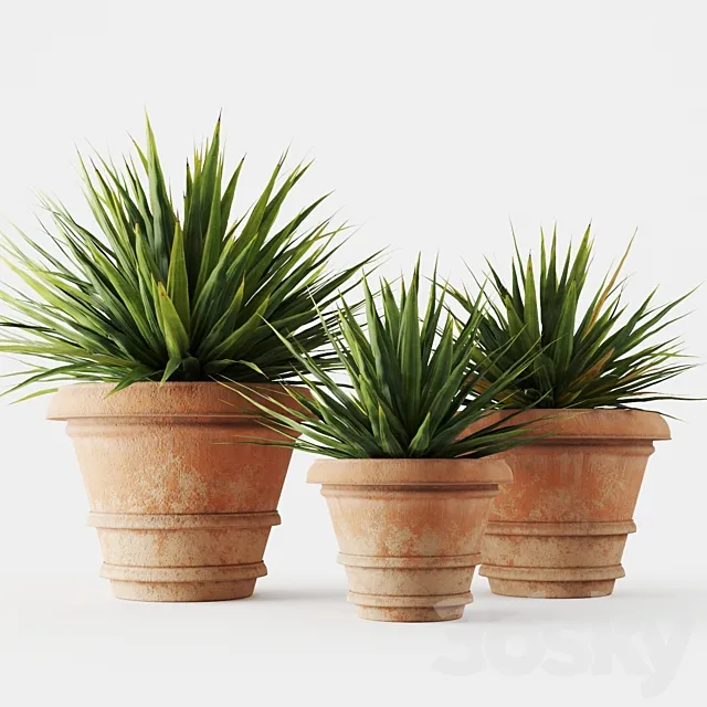 Yucca in terracotta pots 3ds Max