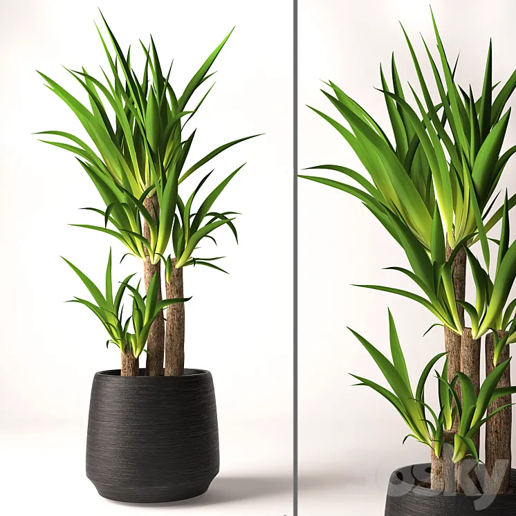 Yucca plant 3DS Max