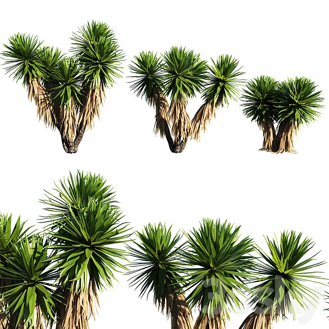 Yucca Plants 2 (3 MODEL) 3ds Max