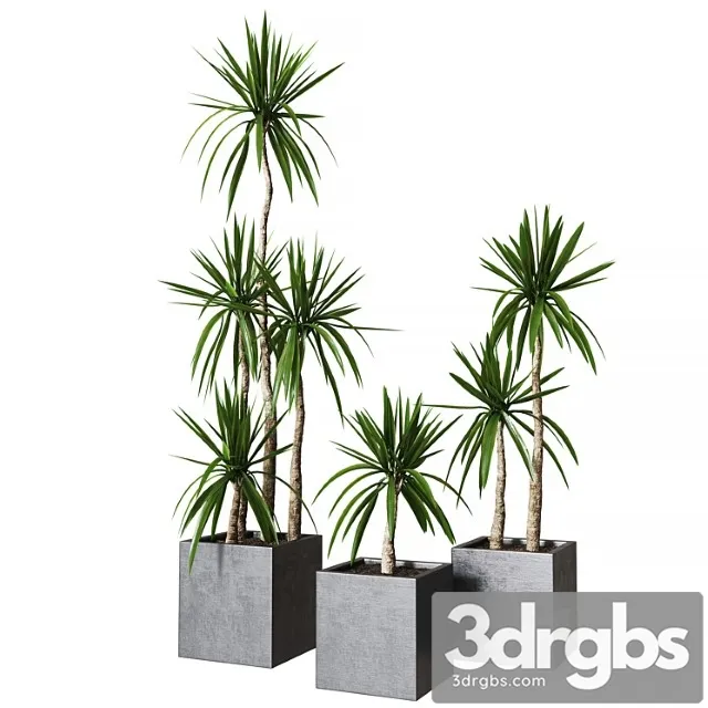 Yucca Pot 01 Collection Of Plants 03 3dsmax Download