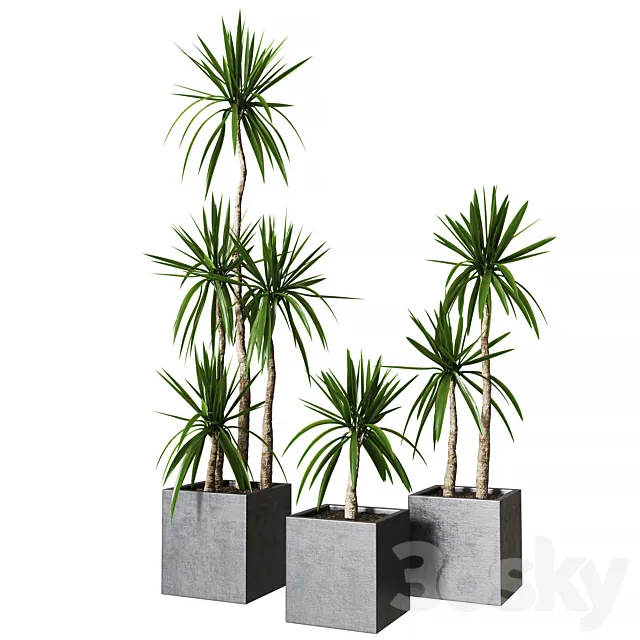 Yucca pot 01_Collection of plants 03 3ds Max