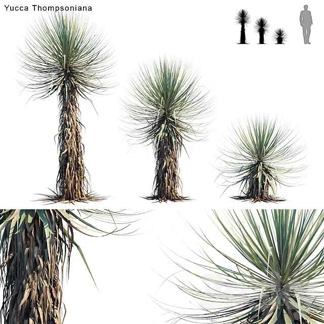 Yucca Thompsoniana | Beaked yucca 3ds Max