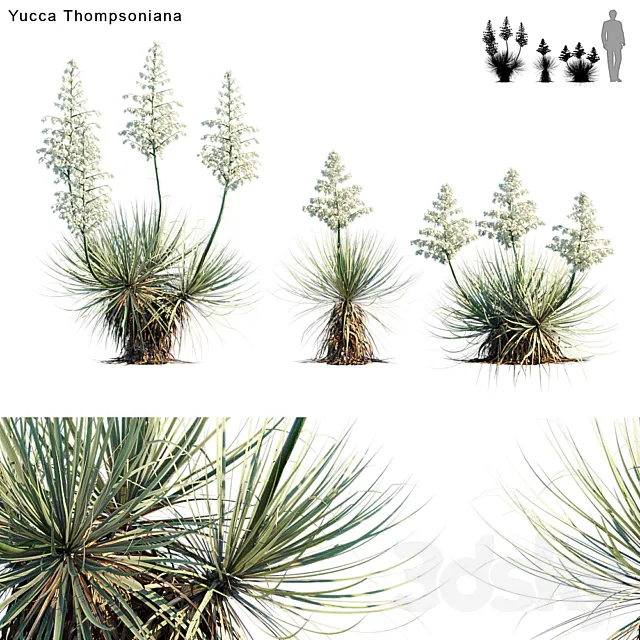 Yucca Thompsoniana | Beaked yucca flower 3DS Max Model