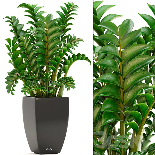 Zamioculcas 2. Zamioculcas Flower pot bush indoor plants flowerpot 3ds Max