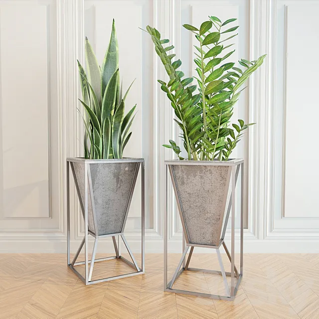 Zamioculcas _ sansevieriya 3DSMax File